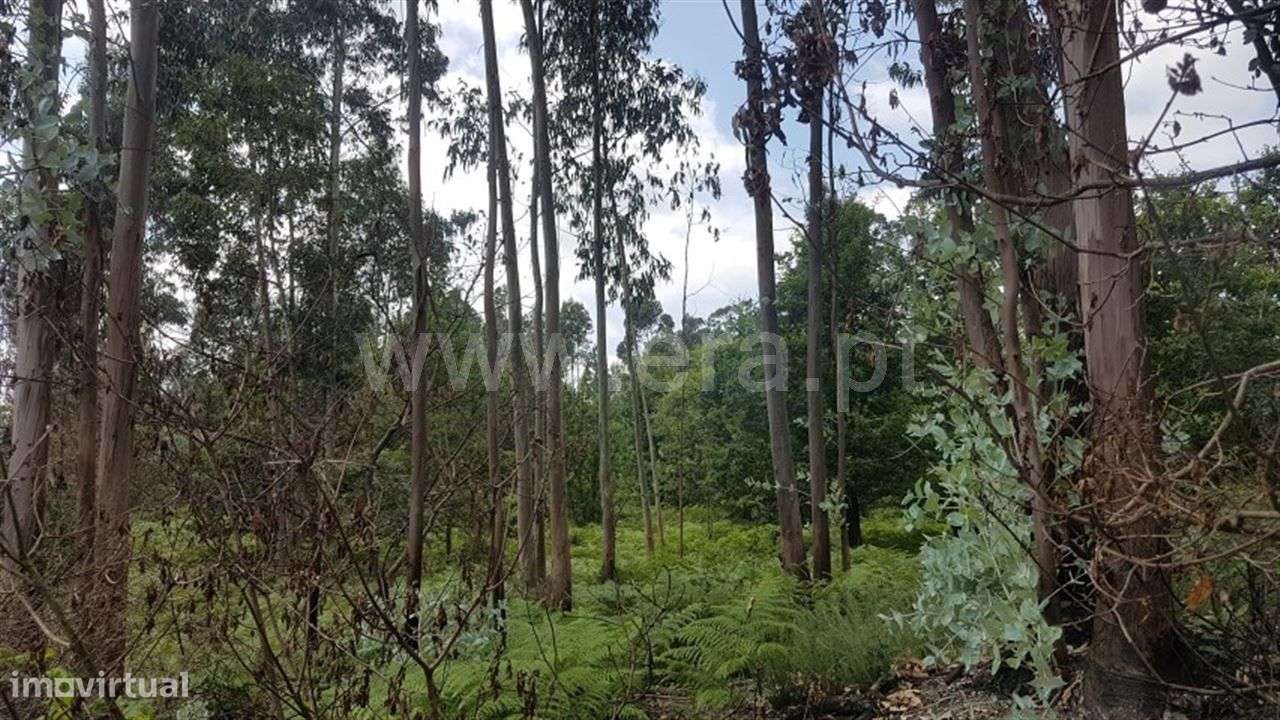 Terreno - Grande imagem: 4/7