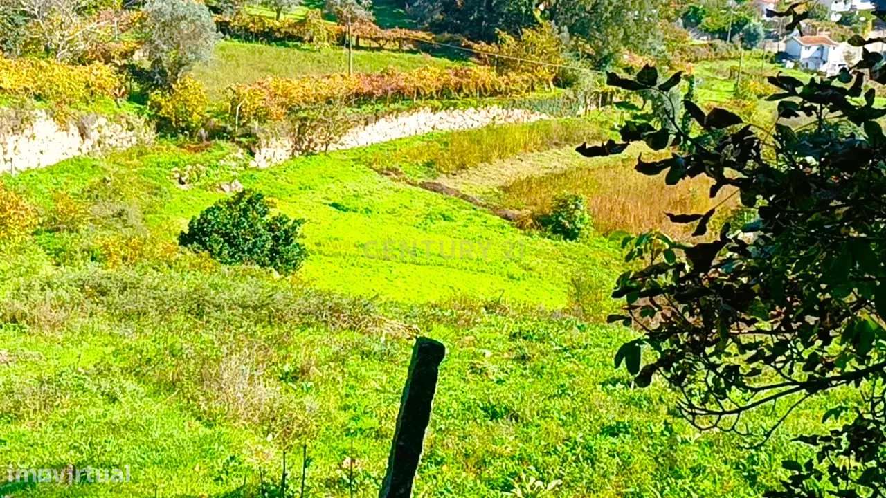 Terreno agrícola com muita água em S. Pedro, de Santa Marinha do Zêzer - Grande imagem: 4/32