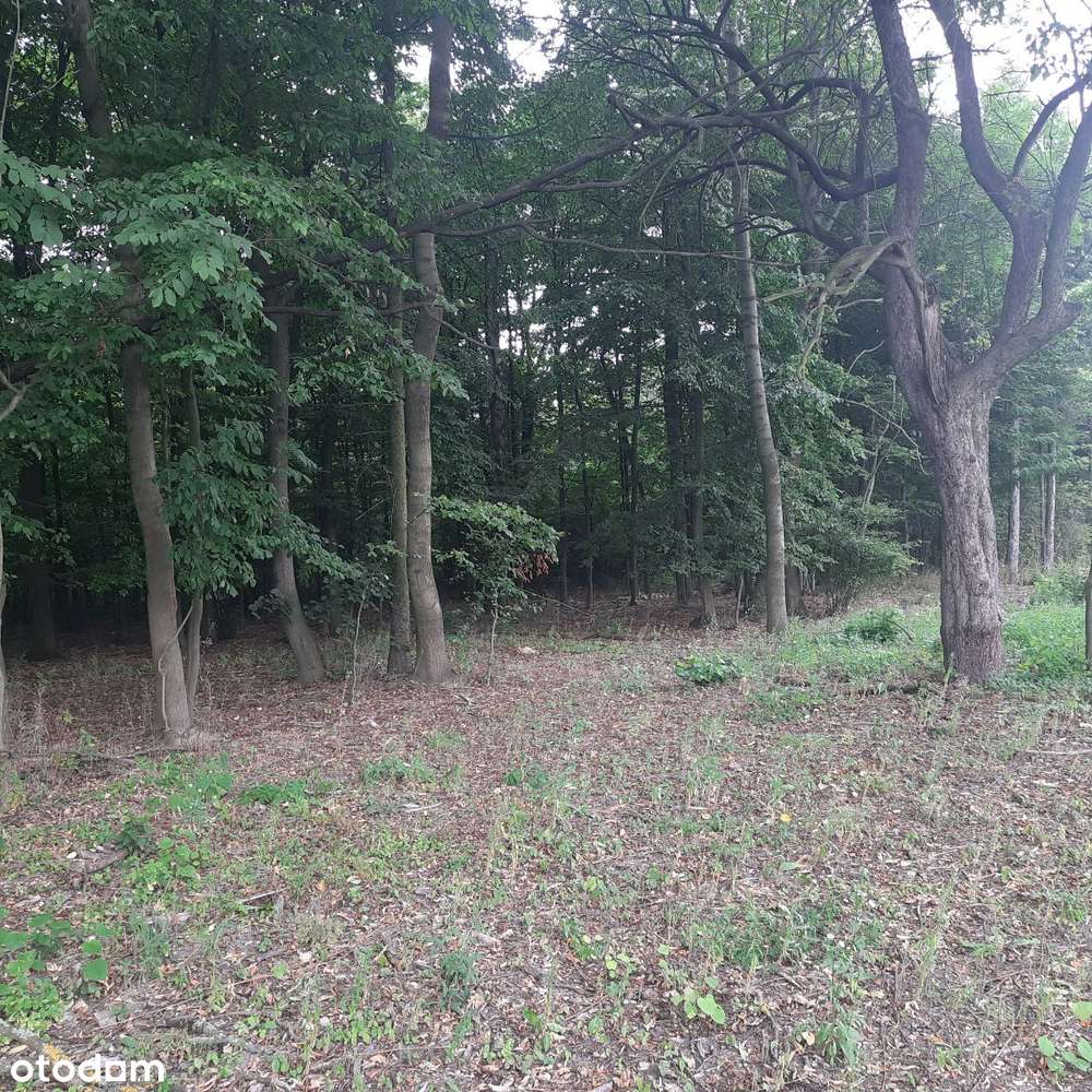 Działka budowlana Aleksandria, Puszcza Mariańska-4