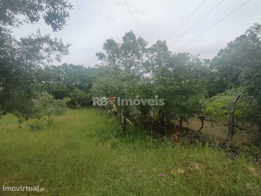 Terreno Rústico com 6920m2 - Pedreira, Tomar - Grande imagem: 5/10
