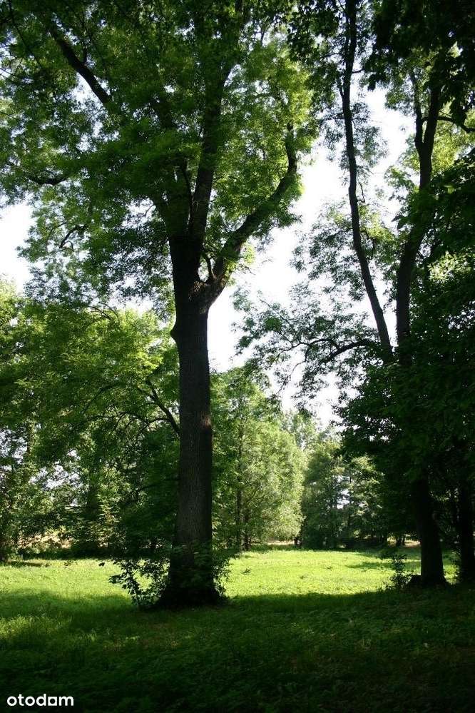 Kajew - obszar parku z warunkami zabudowy - Pełny obrazek: 4/13