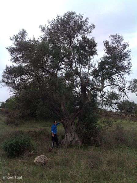 Excelente terreno rústico - Grande imagem: 4/4