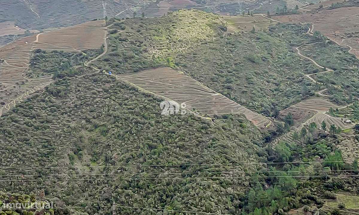 Quinta - Tabuaço - Grande imagem: 2/12