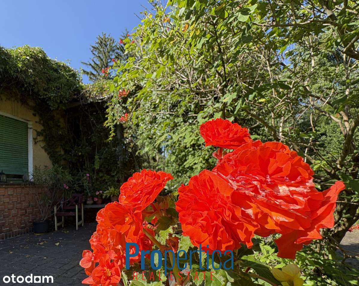 Piękny Ogród - działka w Konstancinie plus dom-6