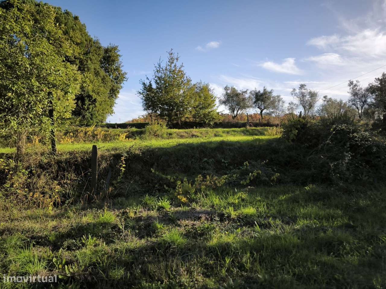 Terreno  Venda em Oliveira do Conde,Carregal do Sal-9