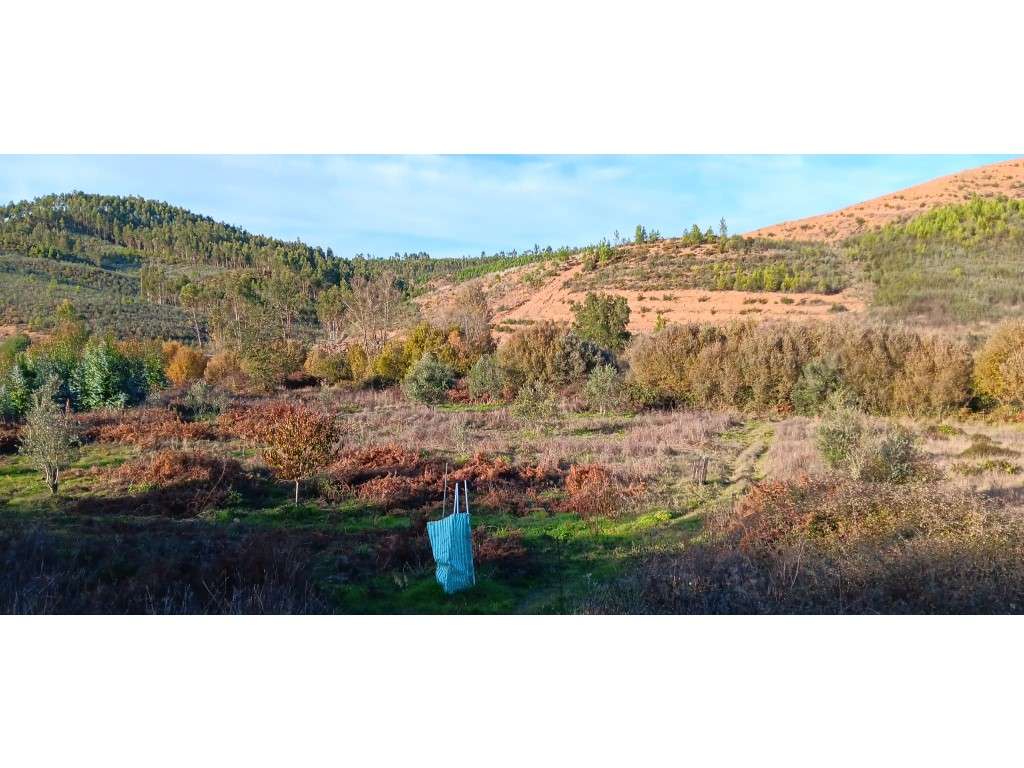 Arrendamento de Terreno Rústico - 24.680 m² , Freguesia de Envendos... - Grande imagem: 2/18