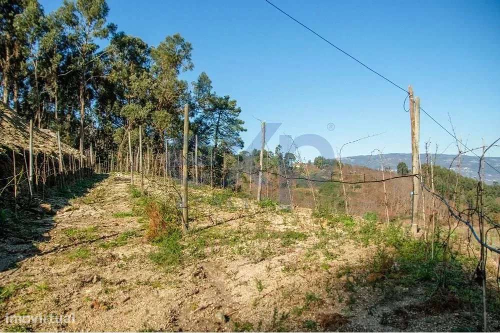 Terreno com Vinha, 0.5ha, Água e Anexo, Ponte de Lima - Grande imagem: 4/5