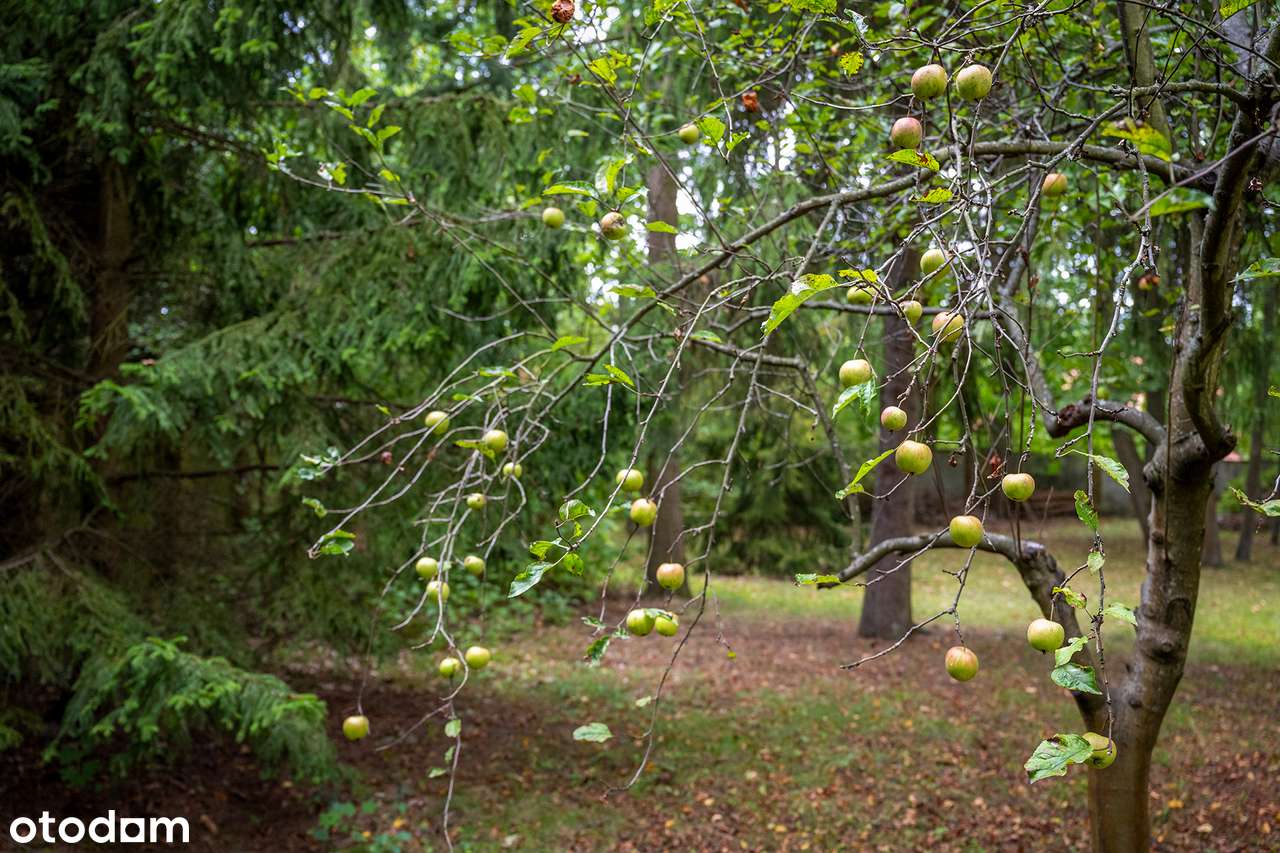 Dom wolnostojący Konstancin Jeziorna | Działka 2300m2, starodrzew-6