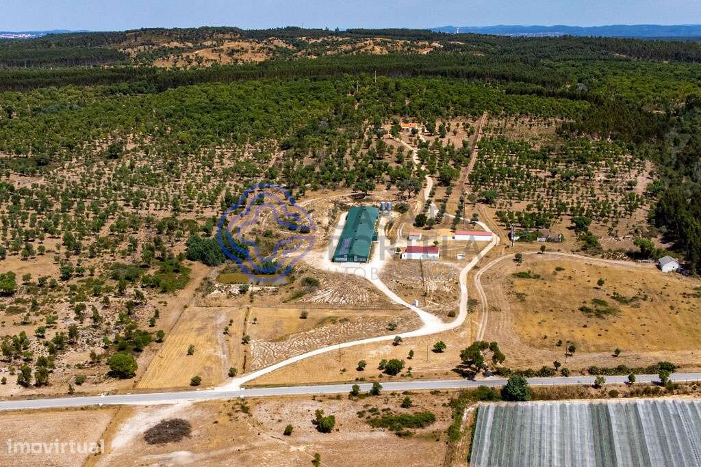 Quinta T3 com 17 ha e aviário com alta rentabilidade em Abrantes - Grande imagem: 5/54
