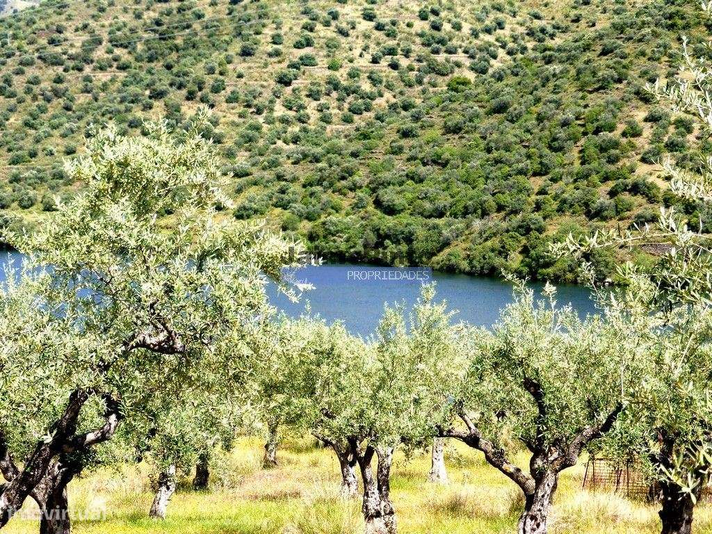 Olival em 400.000m2, perto rio Douro, região de Ligares, Barca DAlv... - Grande imagem: 5/9