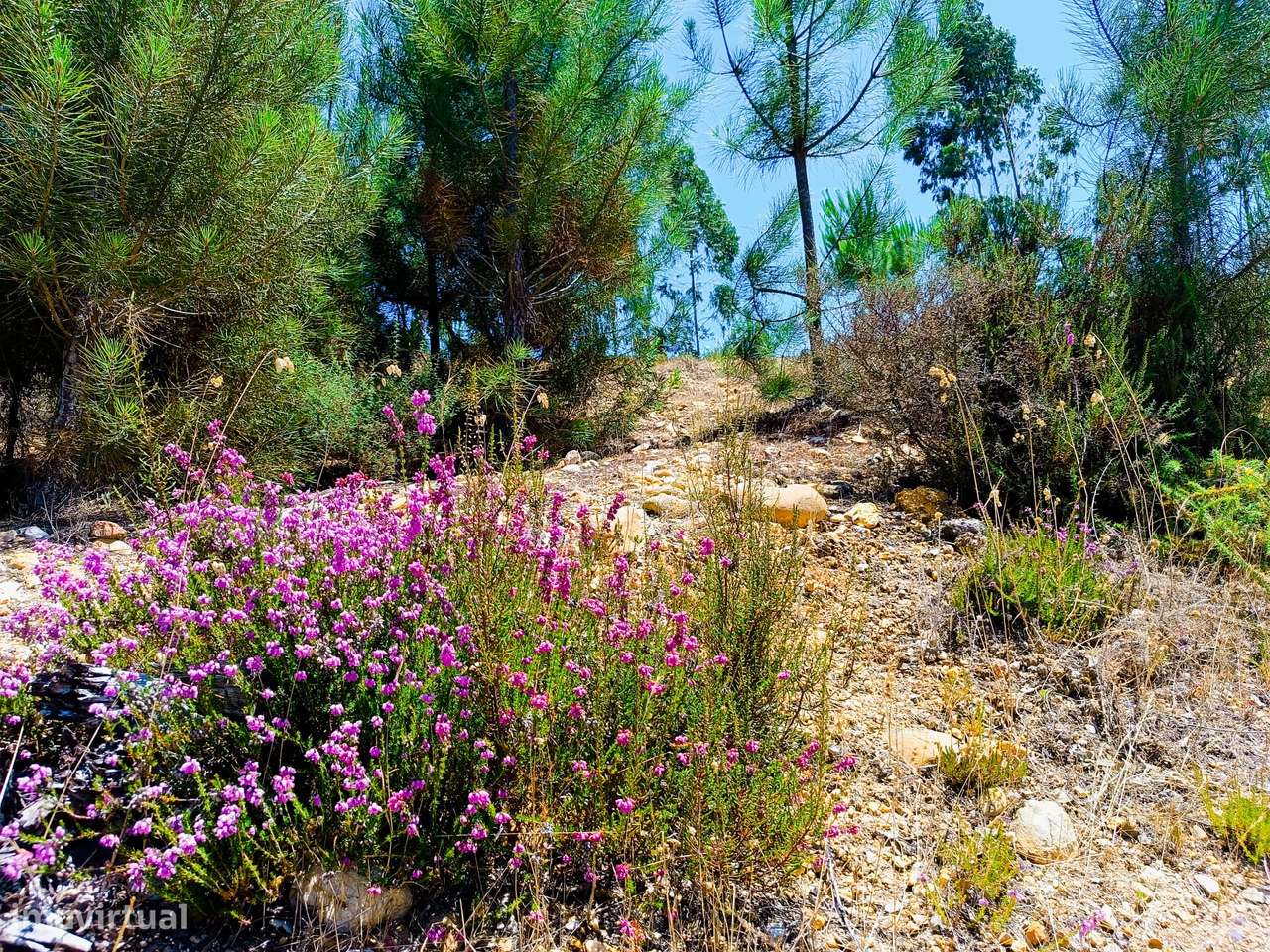 Abrantes,  Cabeça Gorda - Terrenos com Ruína – Moradia para Reconstrui-21