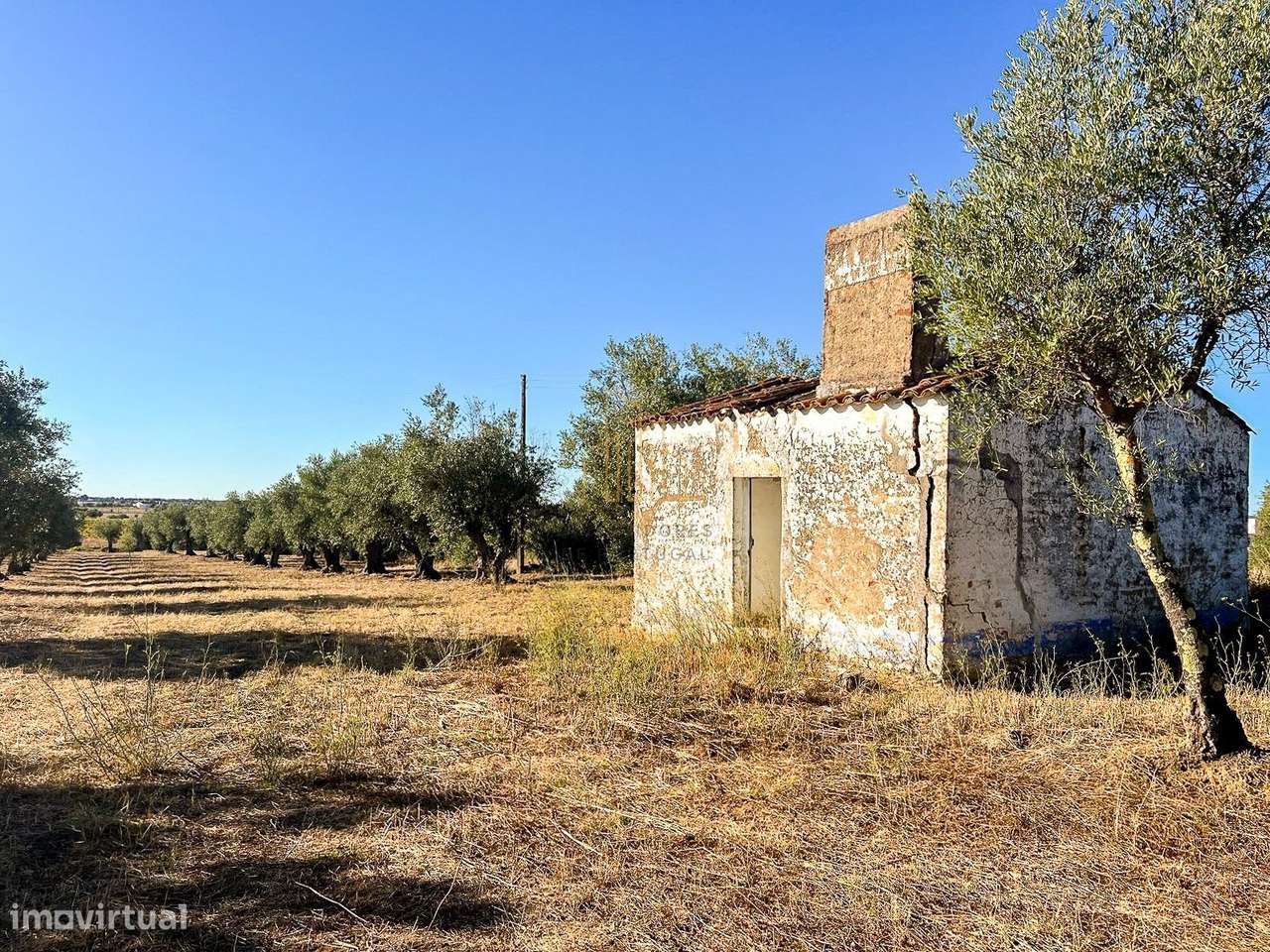 Terreno com ruína, 300 oliveiras e árvores de fruto – Estrada das V... - Grande imagem: 1/9