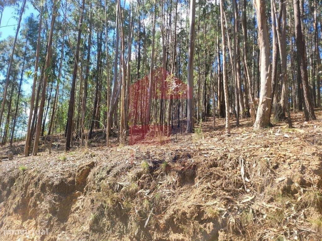 Terreno florestal, Marrancos - Grande imagem: 5/13