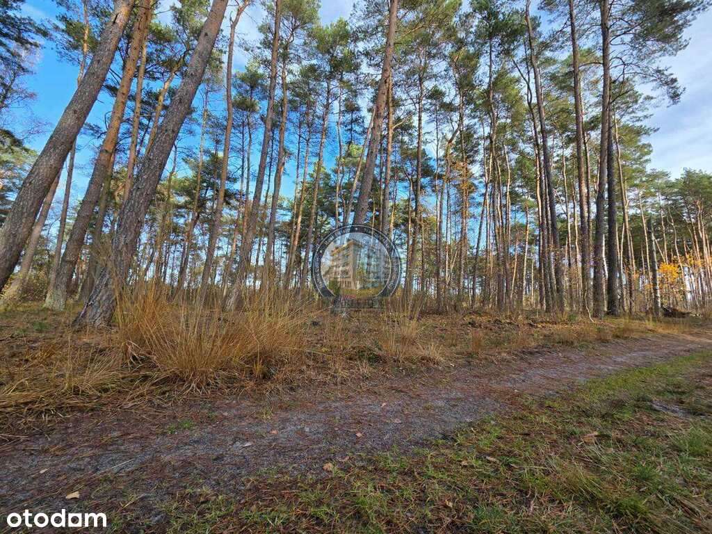 Działka w lesie, pod dom 900 m od plaży-8