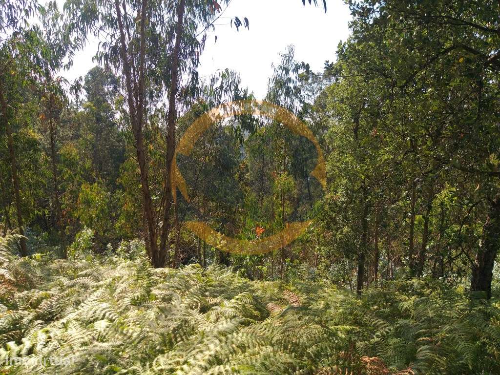 Terreno urbano Oliveira de Azeméis - Grande imagem: 3/5