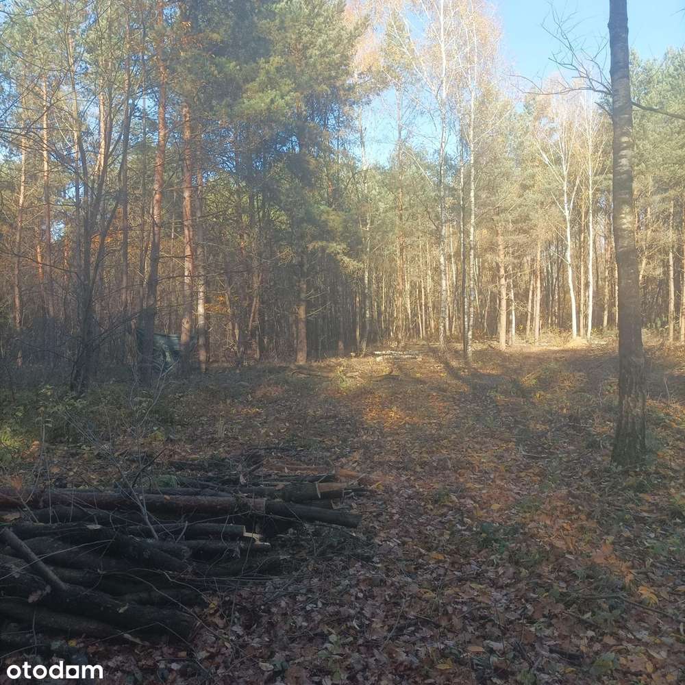 Budowlana / Otoczenie Las - Pełny obrazek: 3/8