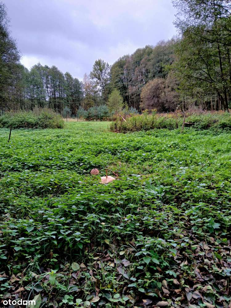 Działka rekreacyjna 2881 m² w otoczeniu natury - Pełny obrazek: 5/9