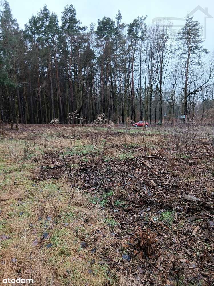 Działka siedliskowa Słubica Wieś 3000m2 - Pełny obrazek: 5/6