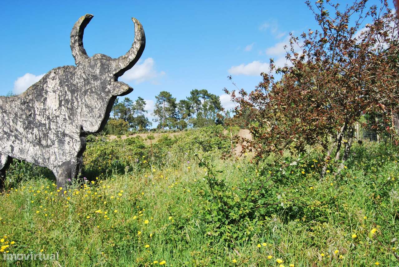 Terreno rústico 28200m2 em Vale do Junco, Chamusca, Golegã-23