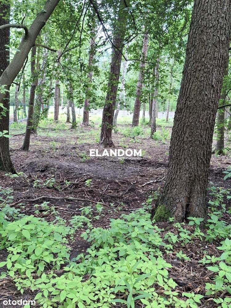 Duża działka w otoczeniu lasów Radość - Pełny obrazek: 5/7