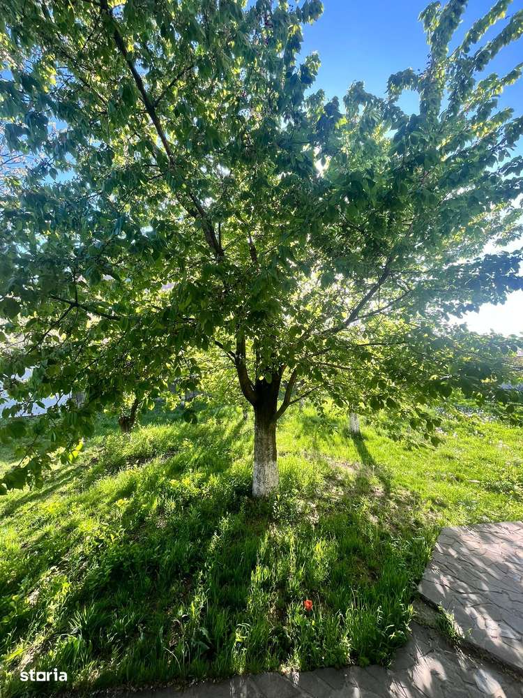 PROPRIETATE UNICA: 1.618 MP TEREN  IN PIPERA, CU VILA SOLIDA SI GRADIN-4