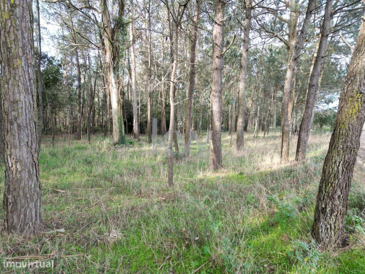 Bouça para venda em Apúlia - Esposende - Grande imagem: 5/20