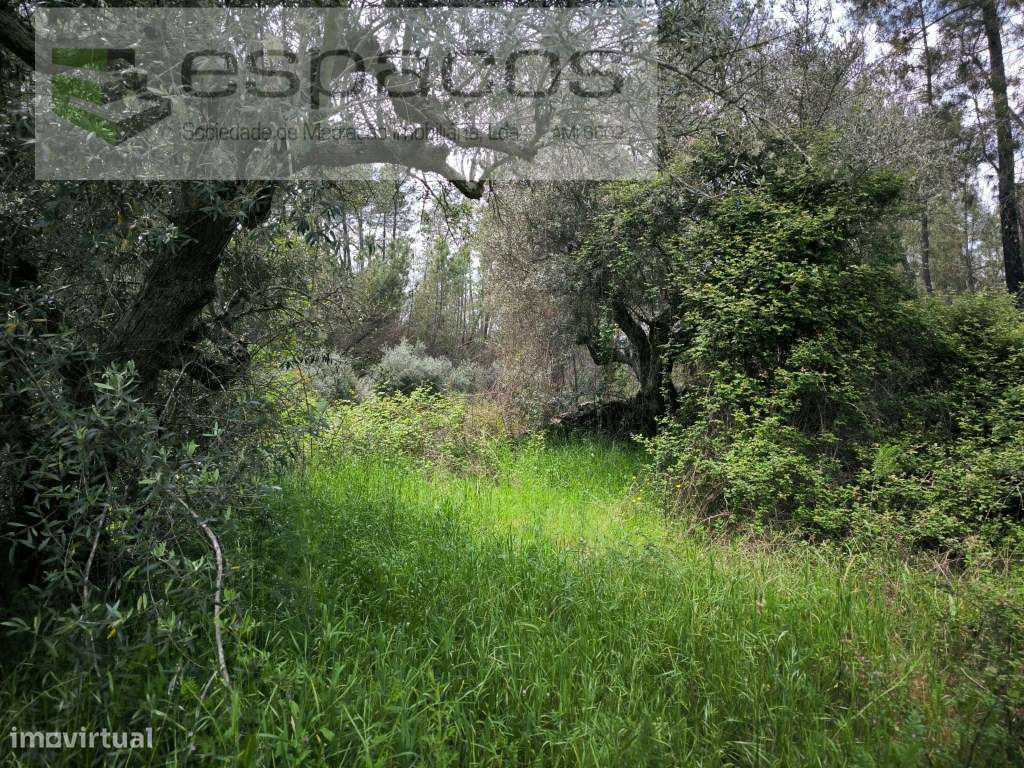 Terreno murado e com poço - Grande imagem: 5/8