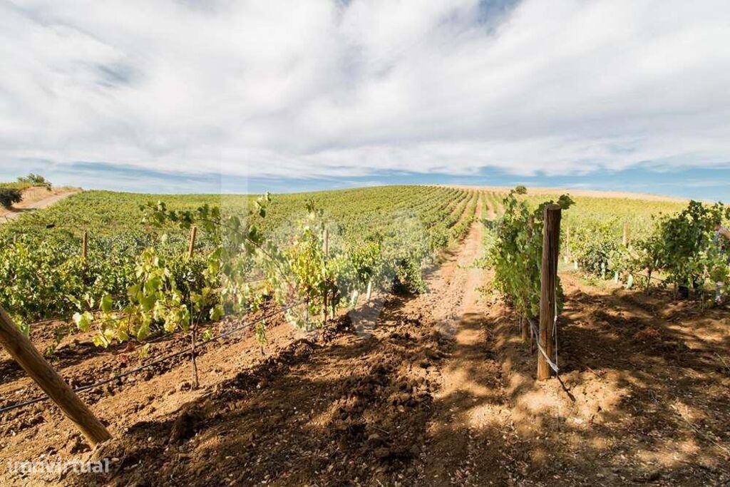 Monte Alentejano com Vinha em Produção sito em Vila de Frades