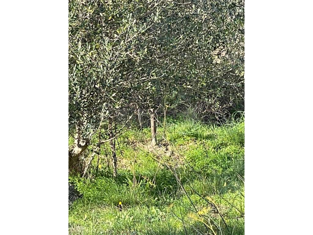 Vende-se Lote de Terreno, em Casal do Freixo, Bairro da Salvação. - Grande imagem: 4/5