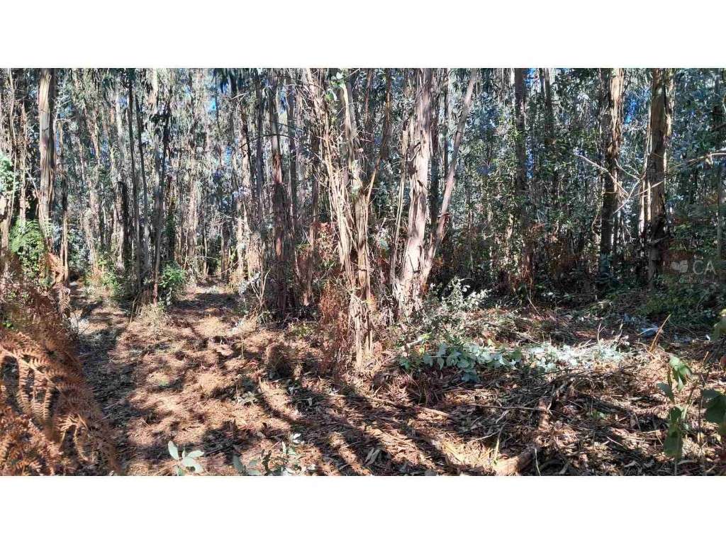 PRÉDIO MISTO COM PAVILHÕES, TERRENO AGRÍCOLA E EUCALIPTAL - ASSEICEIRA - Grande imagem: 4/10