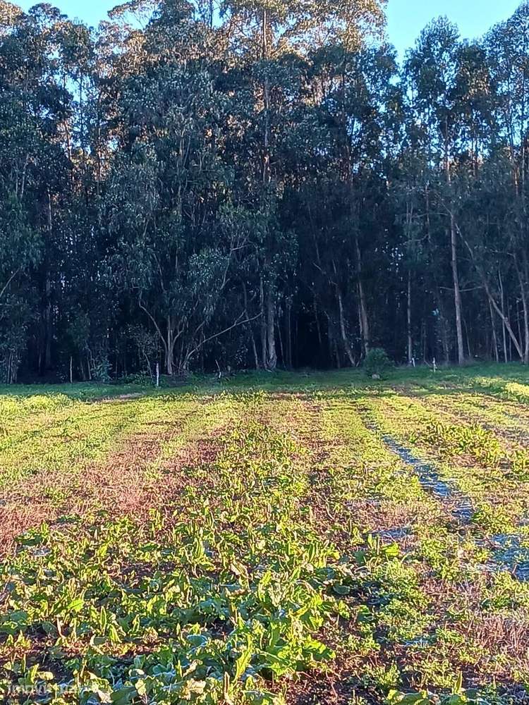 Terreno Misto plano em Guilhovai / Ovar com 4.674 m2 e Projeto aprovad - Grande imagem: 5/14