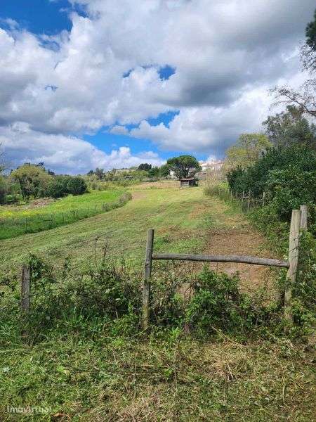 Aluguer Terreno rustico para exploração agricola / animal - Grande imagem: 4/4