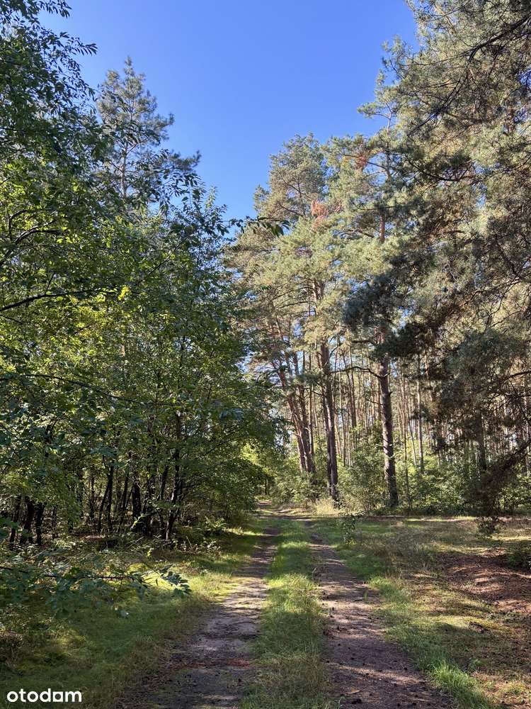 Działka leśna 2,35 ha, Kaszczor, pow. wolsztyński-6