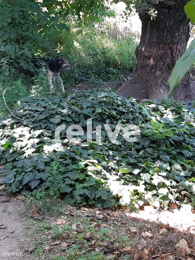 Quinta com 2,5 hectares com ruina para Venda em Resende, Viseu