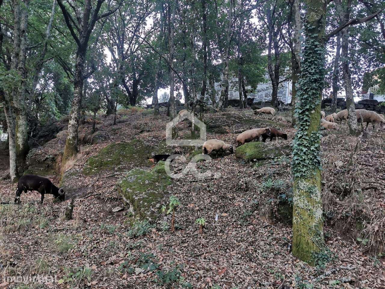 Quinta à venda em Rossas, Vieira do Minho-5