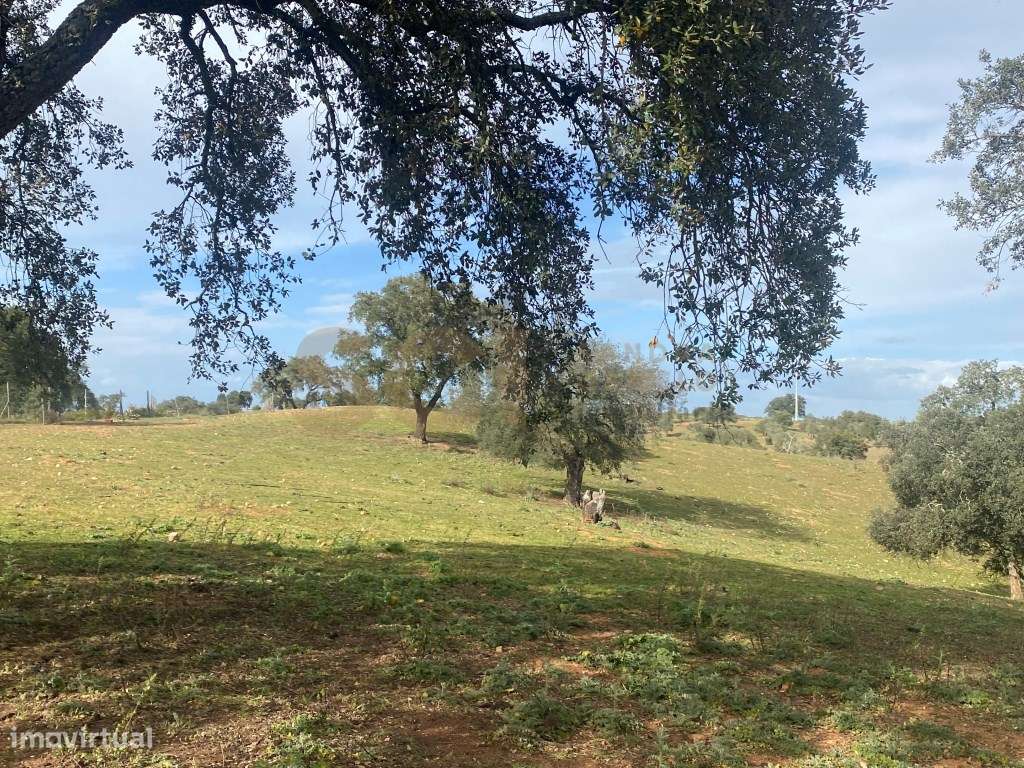 Quinta com cerca de trinta hectares no Alentejo, com monte Alenteja... - Grande imagem: 5/60