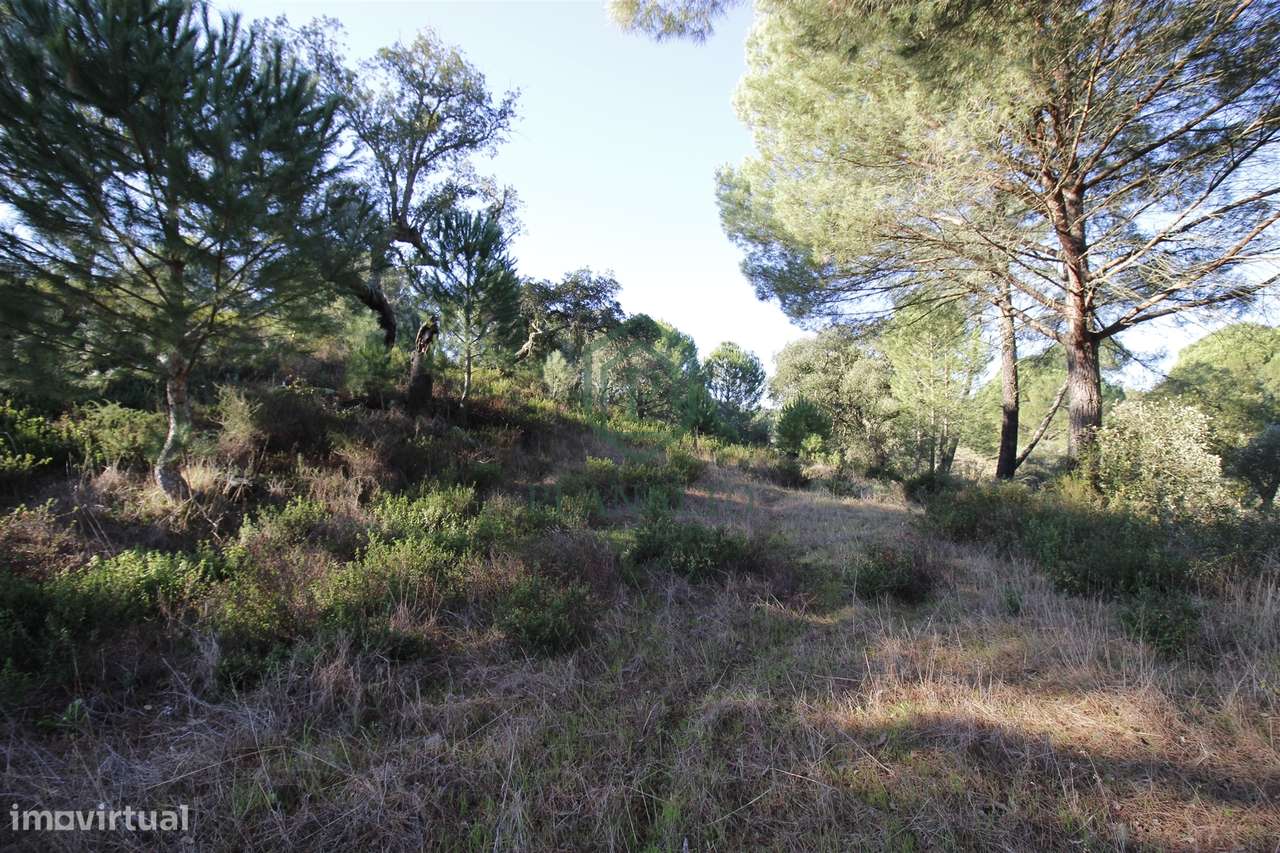 Terreno Rústico  Venda em Mora,Mora - Grande imagem: 4/16
