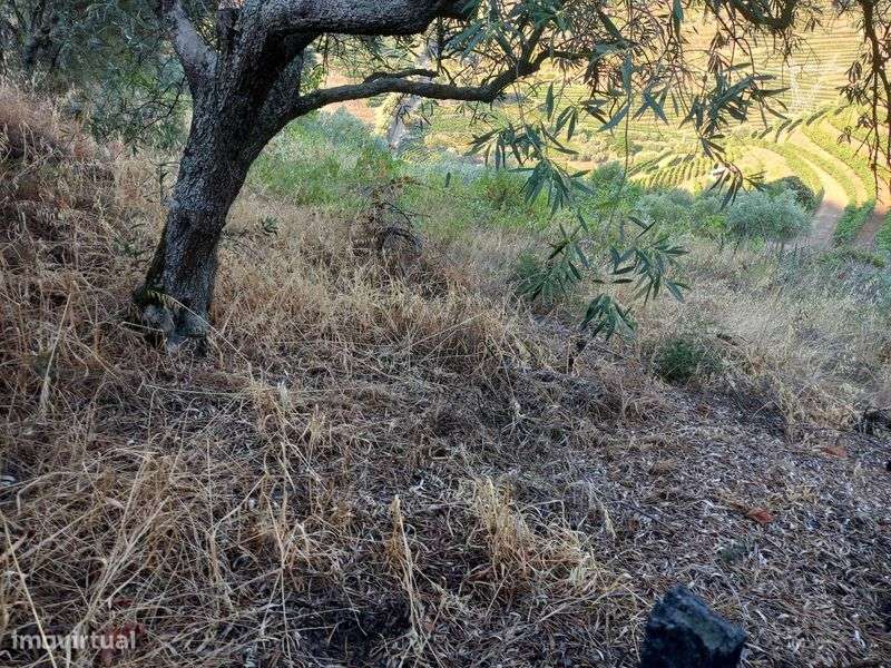 Terreno Rústico - Vacalar, Armamar - Grande imagem: 5/6