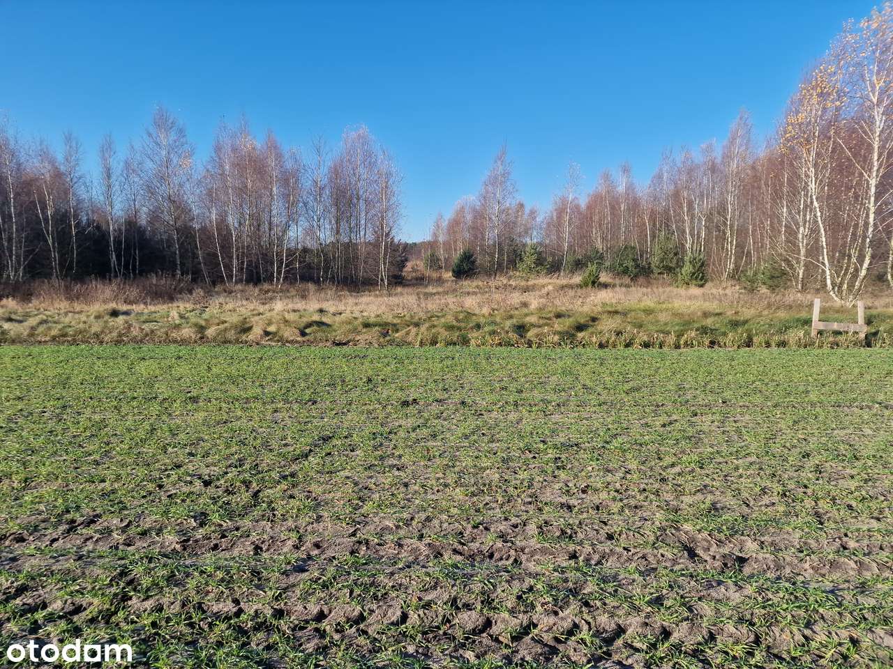 Bezpośrednio właściciel okolice Wronek Na skraju Lasu, nowe domy obok - Pełny obrazek: 4/6