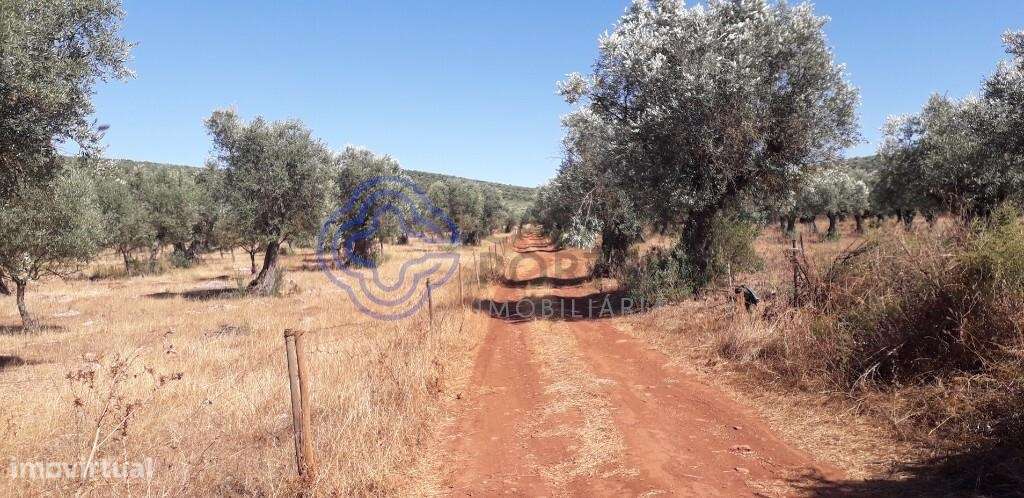 Terreno destinado a Olival - Grande imagem: 5/23