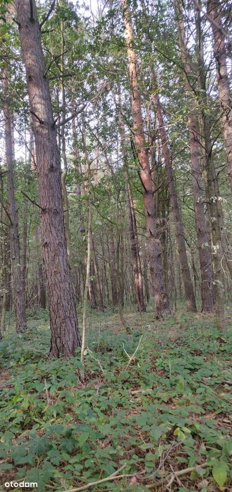Sprzedam 2 działki leśne w jednym kompleksie lesnym - Pełny obrazek: 5/10