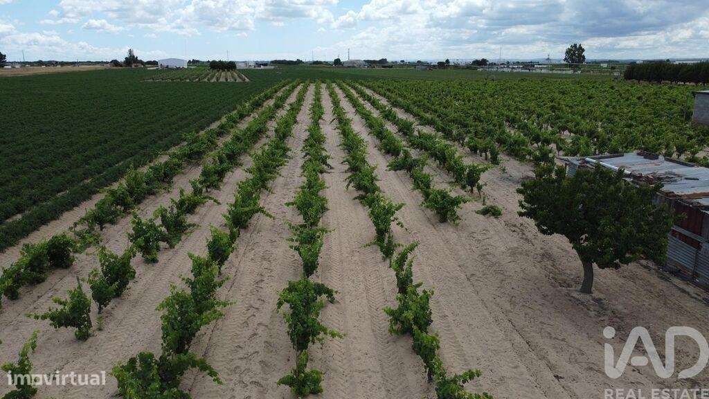 Terreno Agrícola em Benfica do Ribatejo - Grande imagem: 4/12