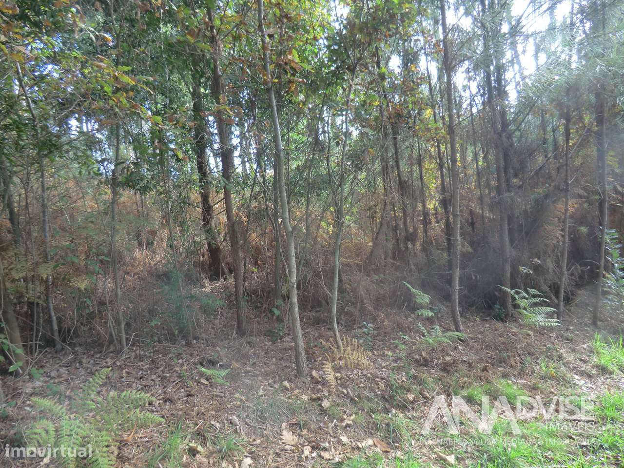 Lote de terreno para vender em Cavernães/ Viseu - Grande imagem: 2/6