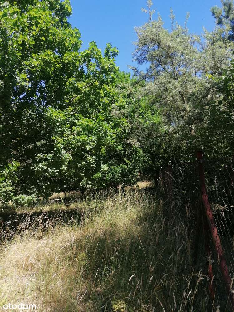 Ładna działka budowlana w lesie nad Jeziorem Tuczno - Pełny obrazek: 4/11