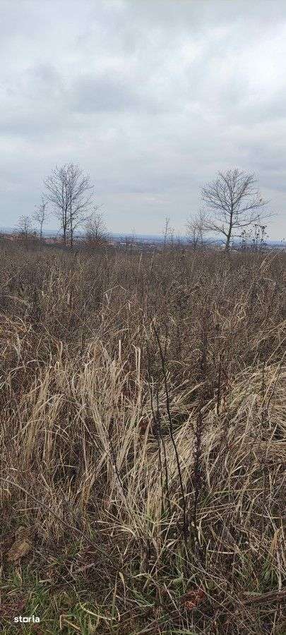 Teren intravilan parcelabil Viile Satu Mare - Imagine principală: 3/7