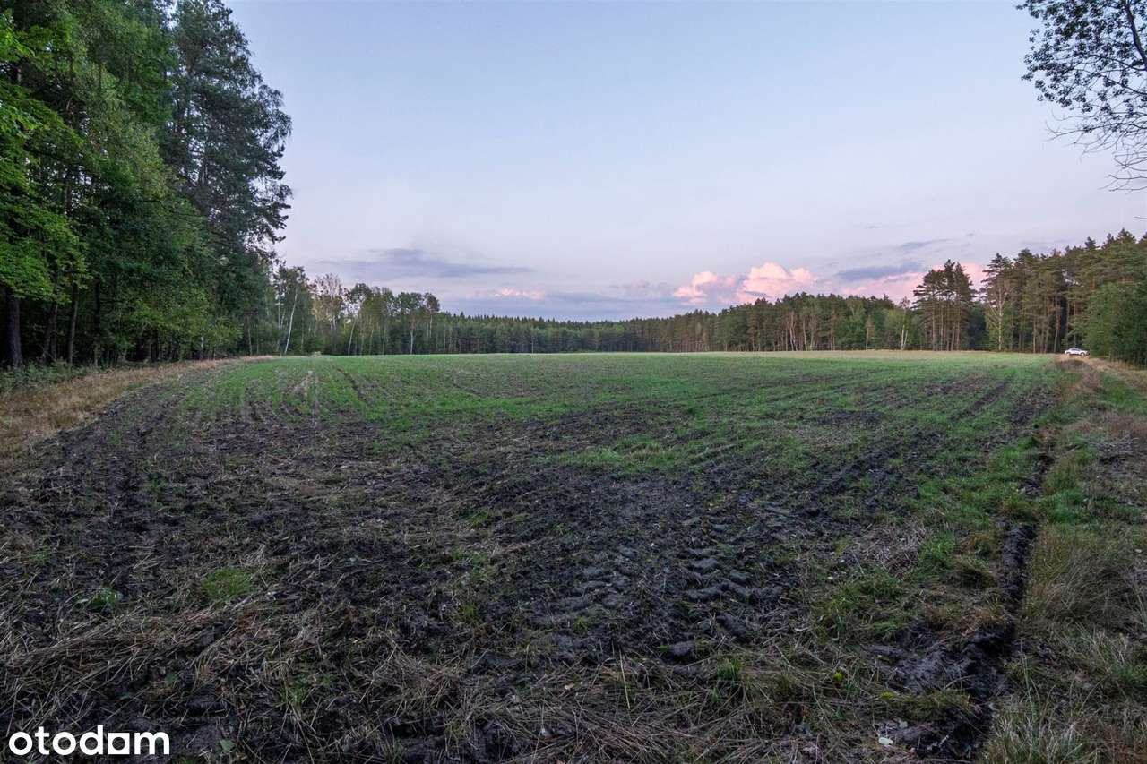 4 hektary spokoju w otoczeniu sosnowego lasu - Pełny obrazek: 4/7
