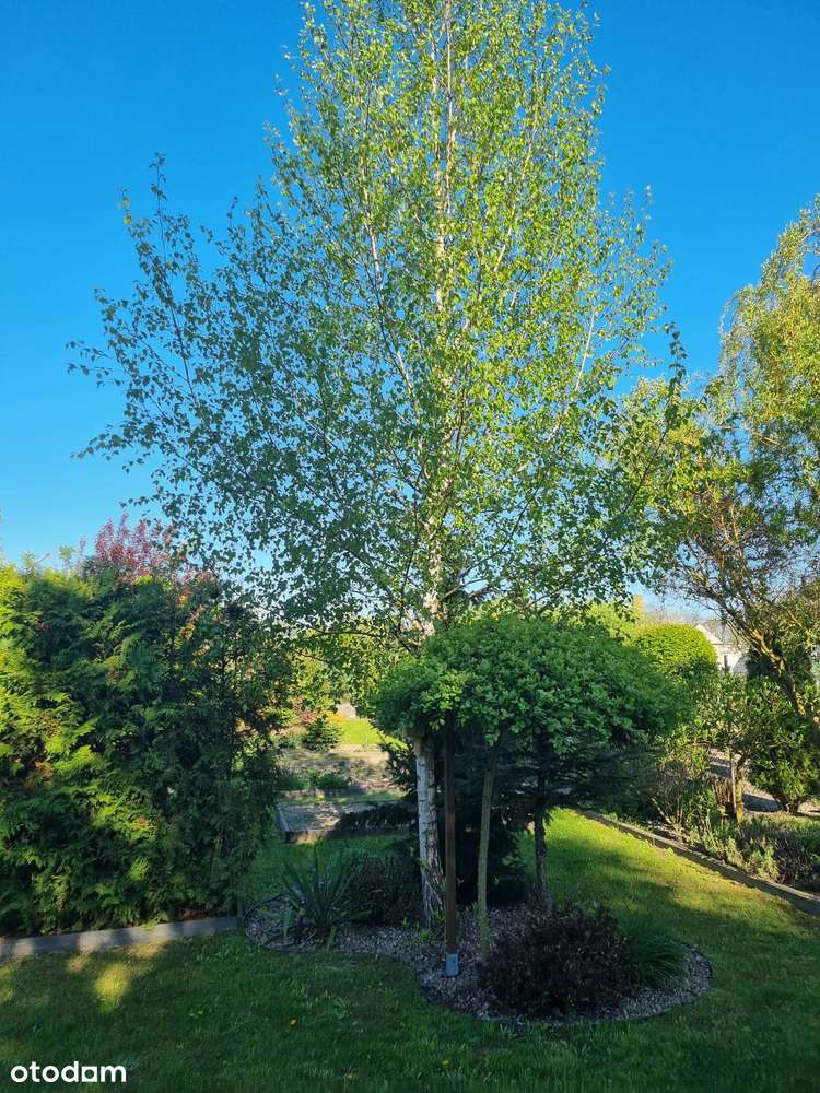 Sprzedam: Mieszkanie na parterze + Działka + Budynek gospodarczy/Garaż - Pełny obrazek: 5/14