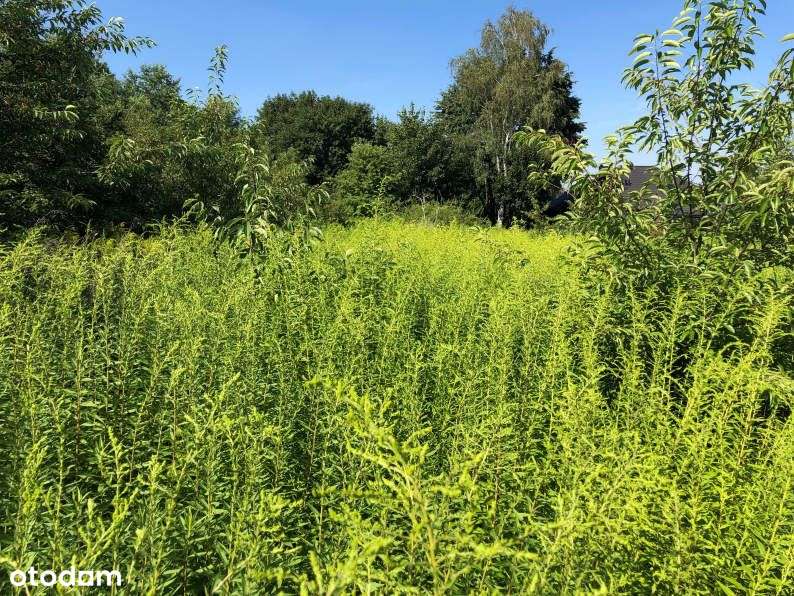 Duża działka w centrum - SUPER CENA - Pełny obrazek: 5/11