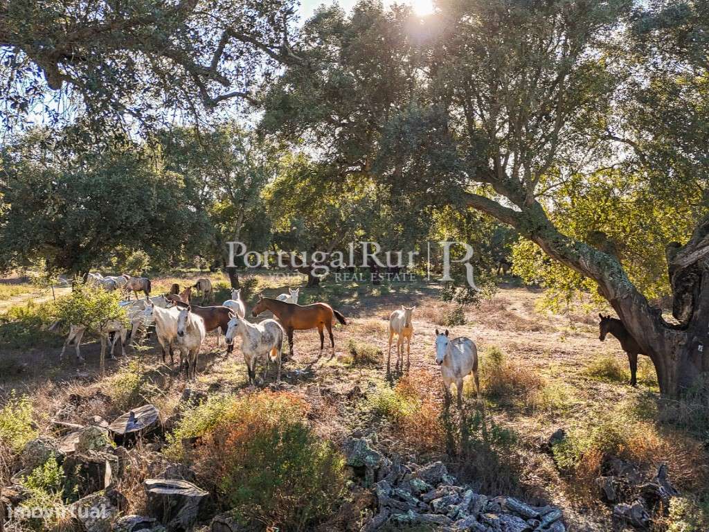 Herdade de 60 hectares para criação bovina e equina perto de Lisboa-44