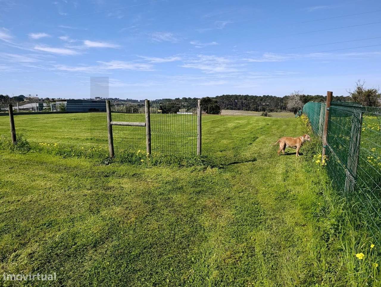 Terreno Urbano  de 4.000m2, Pontevel, Cartaxo-7